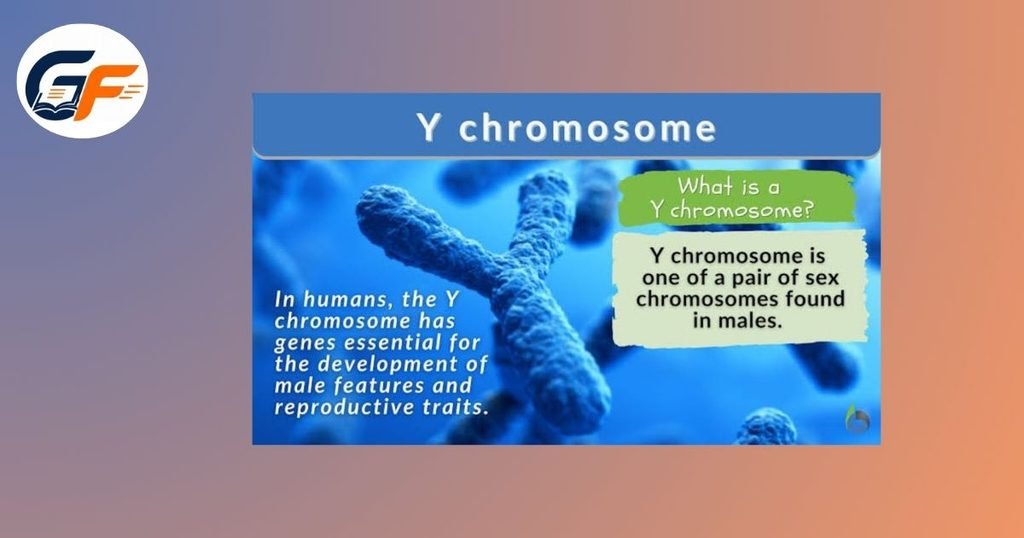 Y Chromosome
