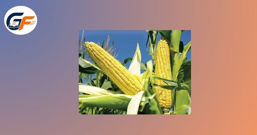Corn
